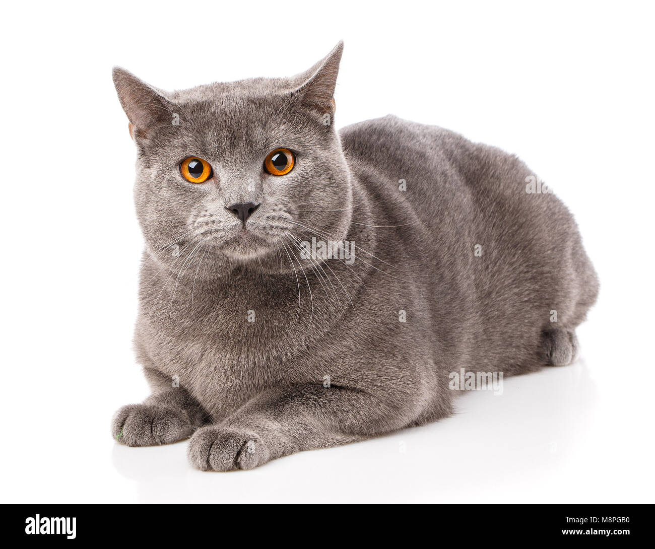 Chat Chartreux Gris Jaune Avec Des Yeux Orange Isole Sur Fond Blanc Studio Shot Origine De La France Belle Animal Photo Stock Alamy Chat Chartreux Gris Jaune Avec Des Yeux Orange Isole Sur Fond Blanc Studio Shot Origine De La France Belle Animal Photo Stock Alamy