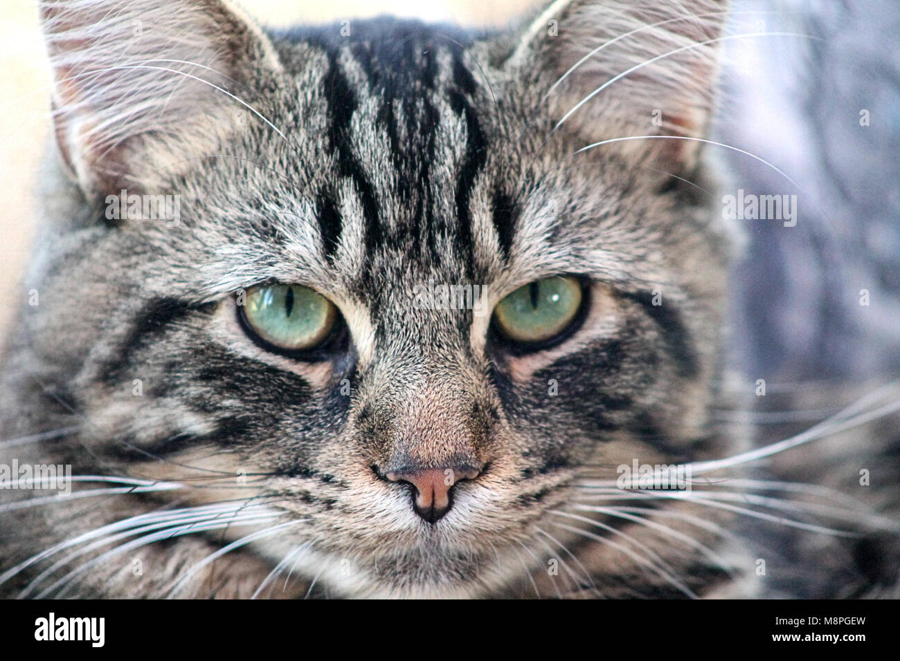 Portrait d'un animal domestique tabby cats face Felis catus Banque D'Images