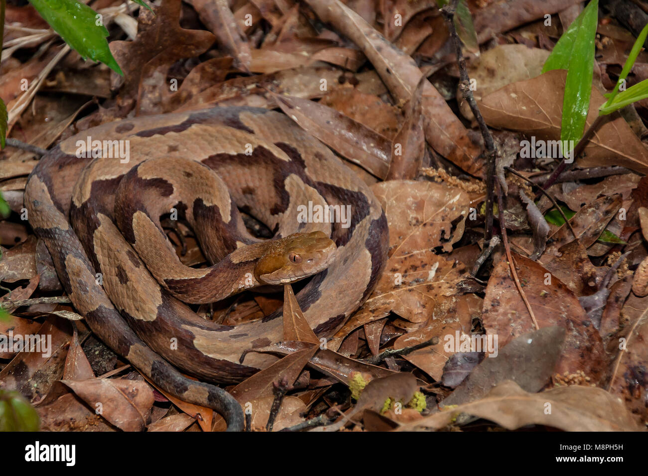 Le sud de Copperhead Snake (Agkistrodon contortrix) Banque D'Images Le sud de Copperhead Snake (Agkistrodon contortrix) Banque D'Images