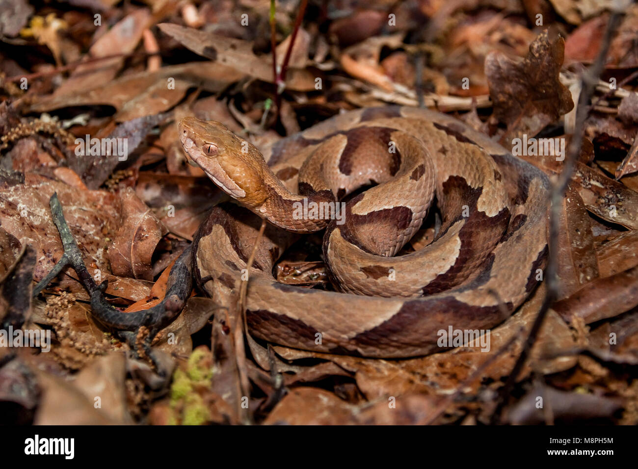 Le sud de Copperhead Snake (Agkistrodon contortrix) Banque D'Images Le sud de Copperhead Snake (Agkistrodon contortrix) Banque D'Images
