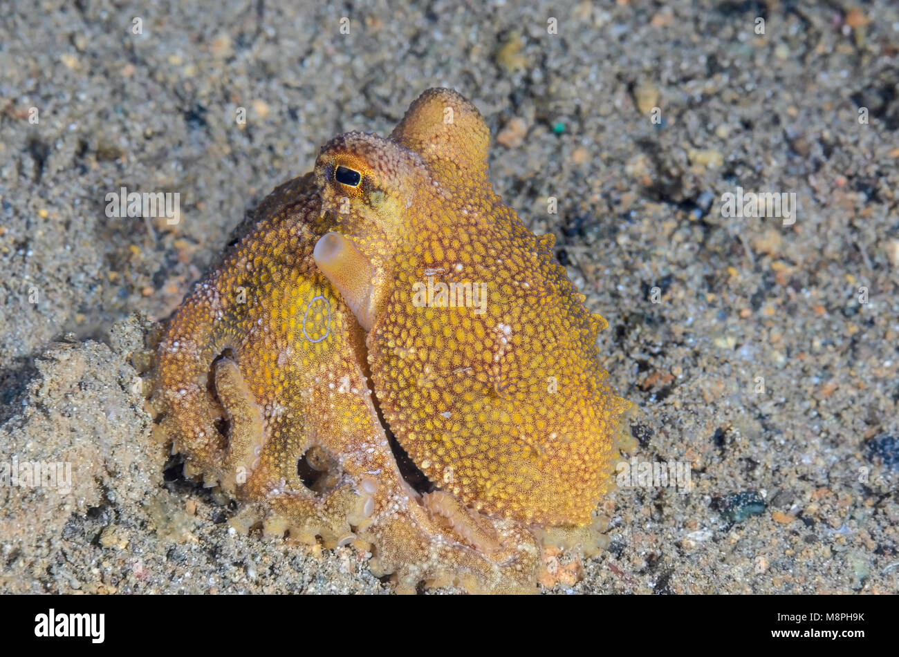 Poisons ocellate octopus,Amphioctopus siamensis, Anilao, Batangas, Philippines, Pacifique Banque D'Images