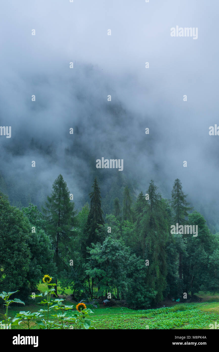 Misty woods, arbres enveloppée dans le brouillard, la sombre forêt, forêt, effrayant les nuages bas après un orage d'été. Le tournesol. Banque D'Images