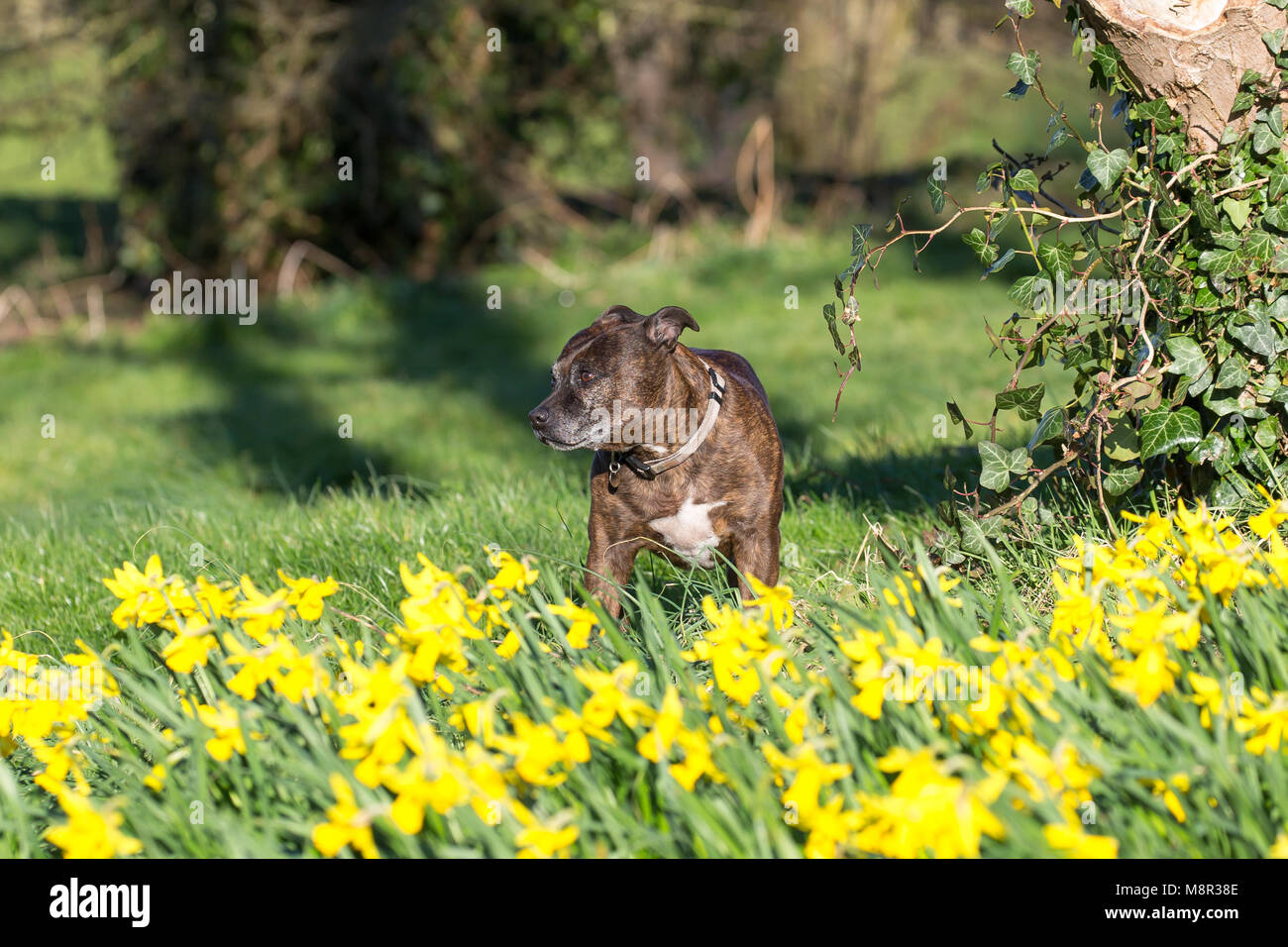 Kidderminster, Royaume-Uni. 20 mars 2018. Météo au Royaume-Uni : un soleil glorieux marque le début du printemps dans le Worcestershire. Le soleil éclatant a fait ressortir ces belles fleurs de jonquilles jaunes. Ce chien du Staffordshire Bull Terrier fait une pause de sa promenade pour se tenir debout et admirer l'hôte des jonquilles d'or. Crédit : Lee Hudson/Alay Live News Banque D'Images Kidderminster, Royaume-Uni. 20 mars 2018. Météo au Royaume-Uni : un soleil glorieux marque le début du printemps dans le Worcestershire. Le soleil éclatant a fait ressortir ces belles fleurs de jonquilles jaunes. Ce chien du Staffordshire Bull Terrier fait une pause de sa promenade pour se tenir debout et admirer l'hôte des jonquilles d'or. Crédit : Lee Hudson/Alay Live News Banque D'Images