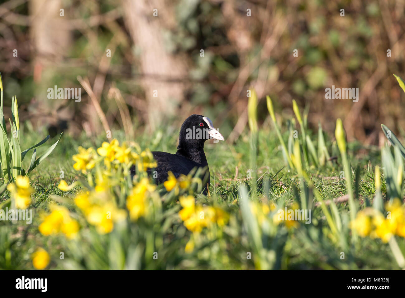 Kidderminster, UK. 20 mars, 2018. UK météo : soleil marque le début du printemps dans le Worcestershire. Le soleil a fait ressortir cet hôte de jonquilles jaune doré. La faune locale est sorti aussi, profiter de la hausse des températures dans ce parc local rempli de la jonquille. Credit : Lee Hudson/Alamy Live News Banque D'Images