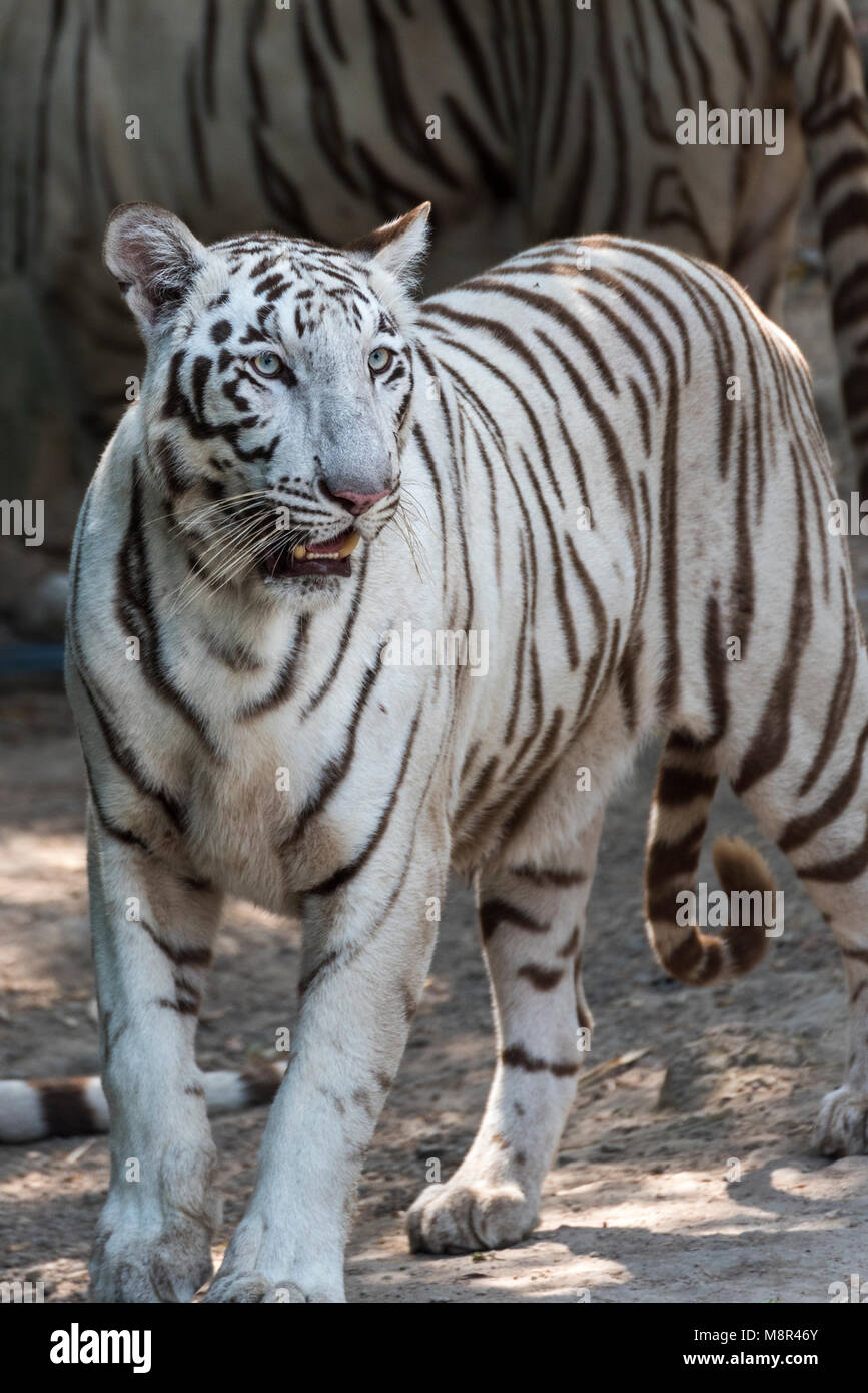 Portrait d'un Tigre Blanc ou tigre blanchie à Rajkot Inde Banque D'Images