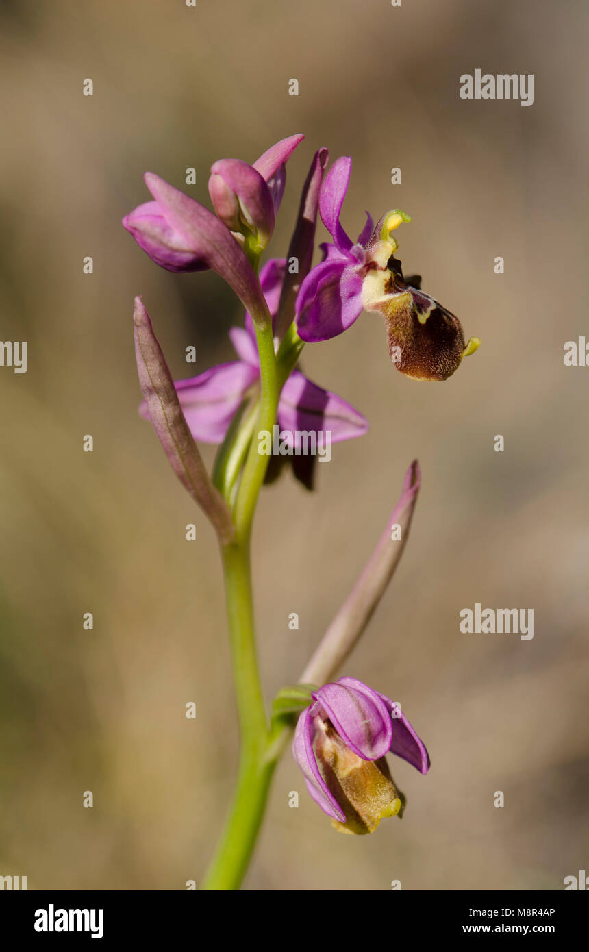 Ophrys hybride x peltieri, Ophrys tenthredinifera x Ophrys scolopax, Andalousie, espagne. Banque D'Images