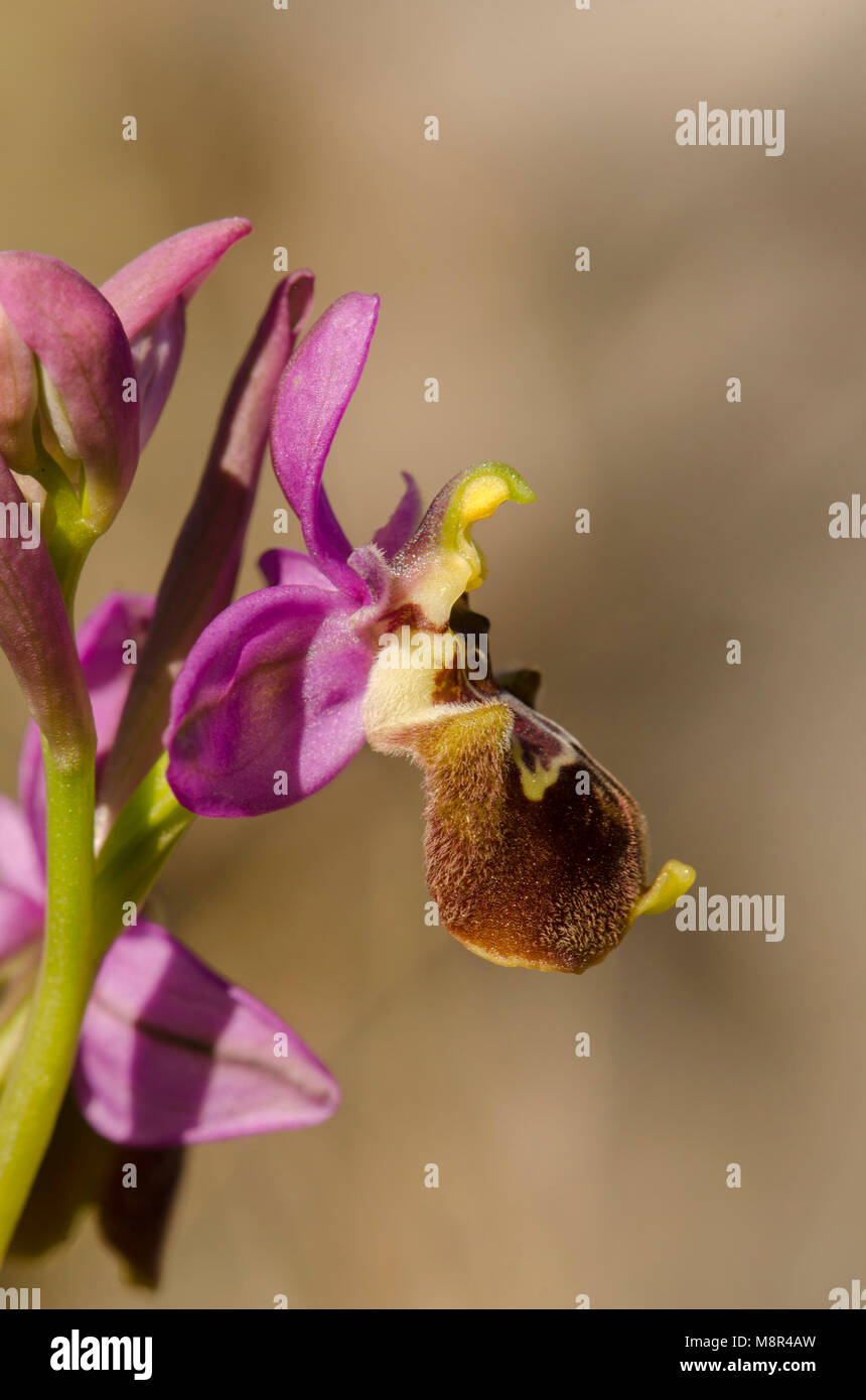 Ophrys hybride x peltieri, Ophrys tenthredinifera x Ophrys scolopax, Andalousie, espagne. Banque D'Images