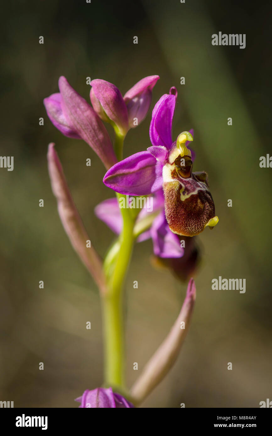 Ophrys hybride x peltieri, Ophrys tenthredinifera x Ophrys scolopax, Andalousie, espagne. Banque D'Images