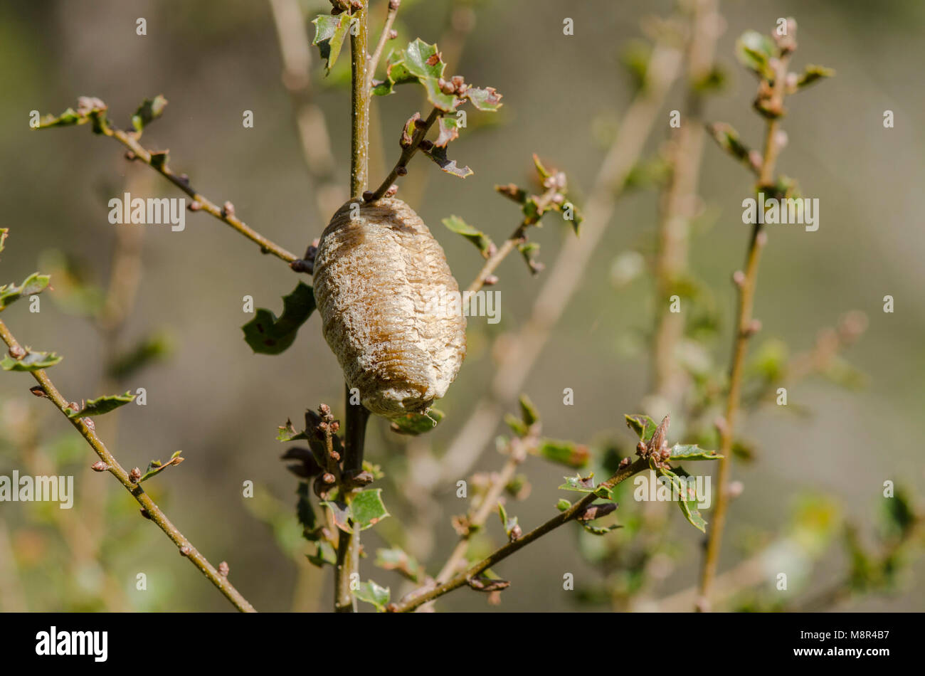 La mante religieuse, Cocoon attaché à direction générale. L