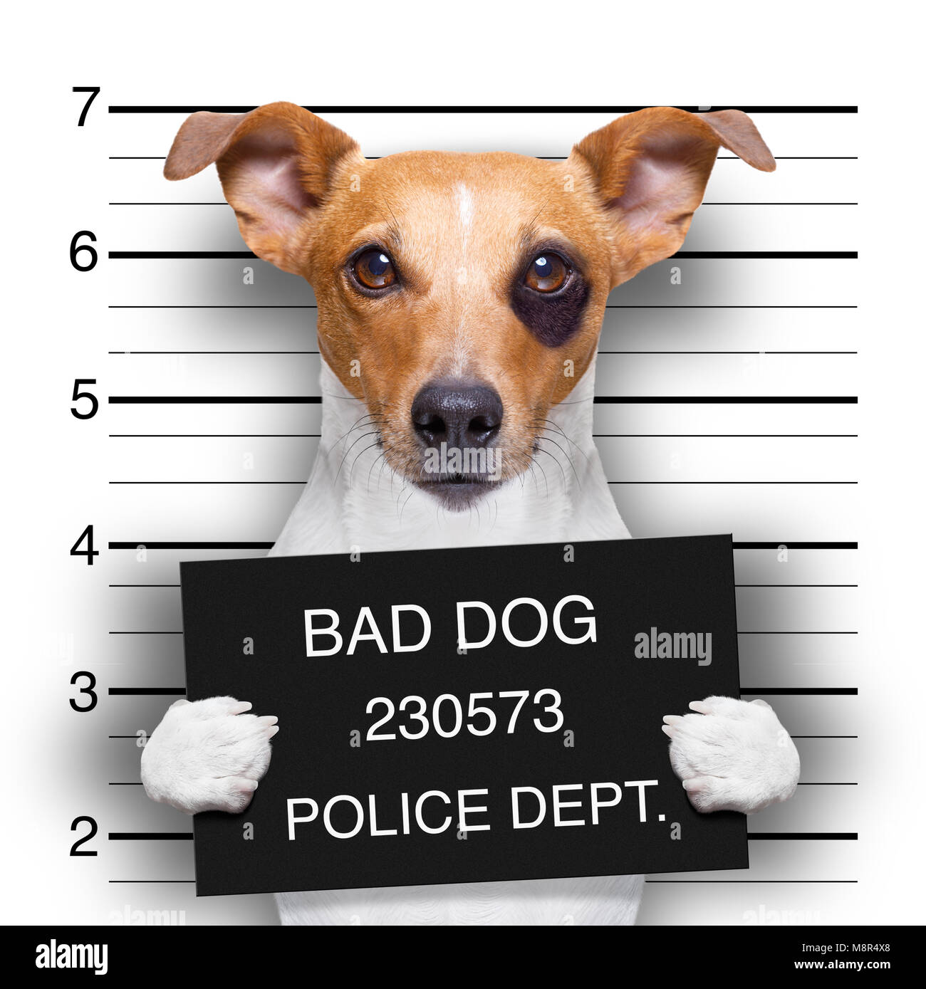 Électroniques de criminel de chien Jack Russell au poste de police holding placard , isolé sur fond Banque D'Images