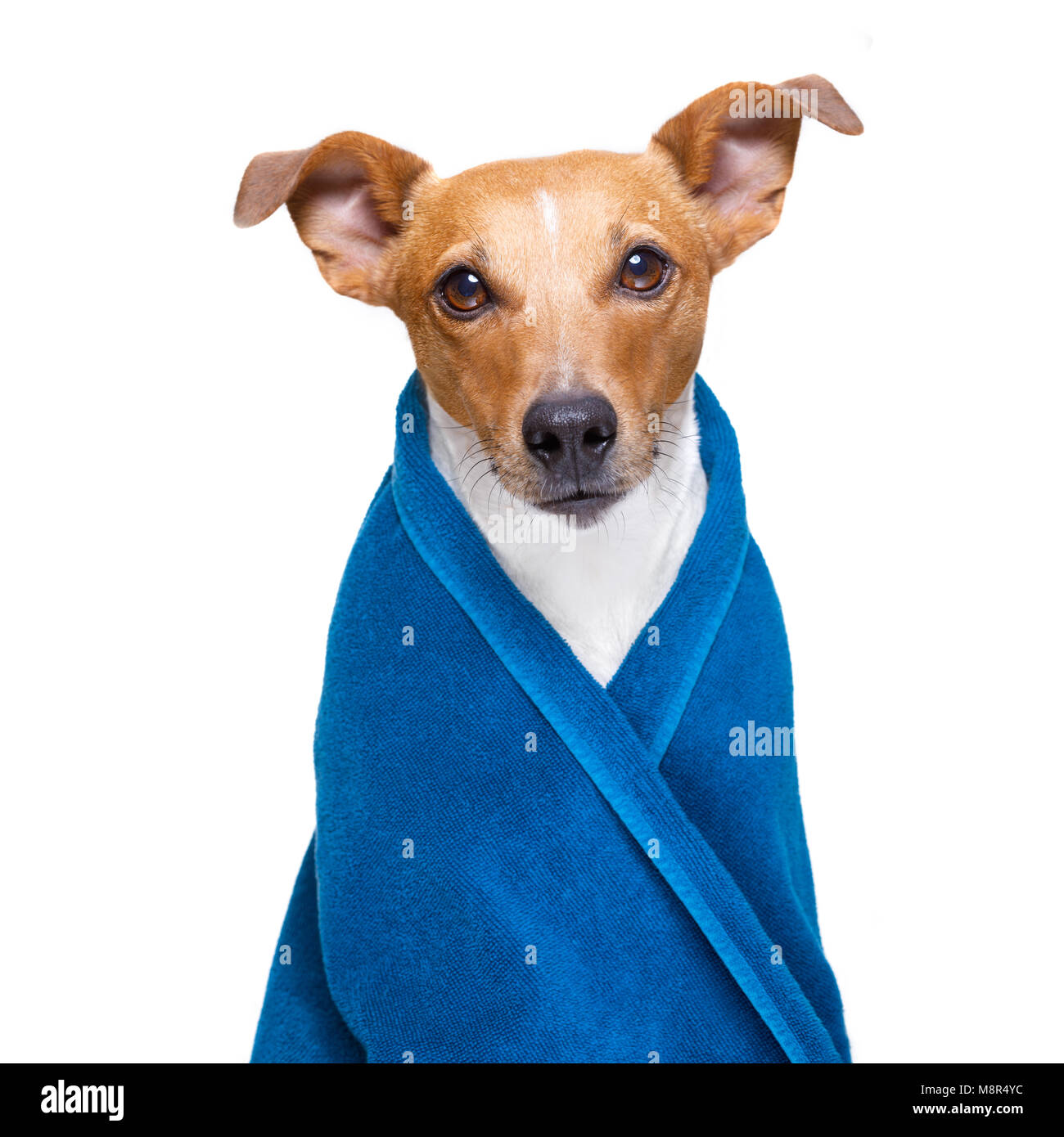 Chien Jack Russell dans une serviette pas aussi amusé à ce sujet , avec la couleur bleue, le fait d'avoir un spa ou un soin de bien-être ou est sur le point de prendre une douche , isolé Banque D'Images