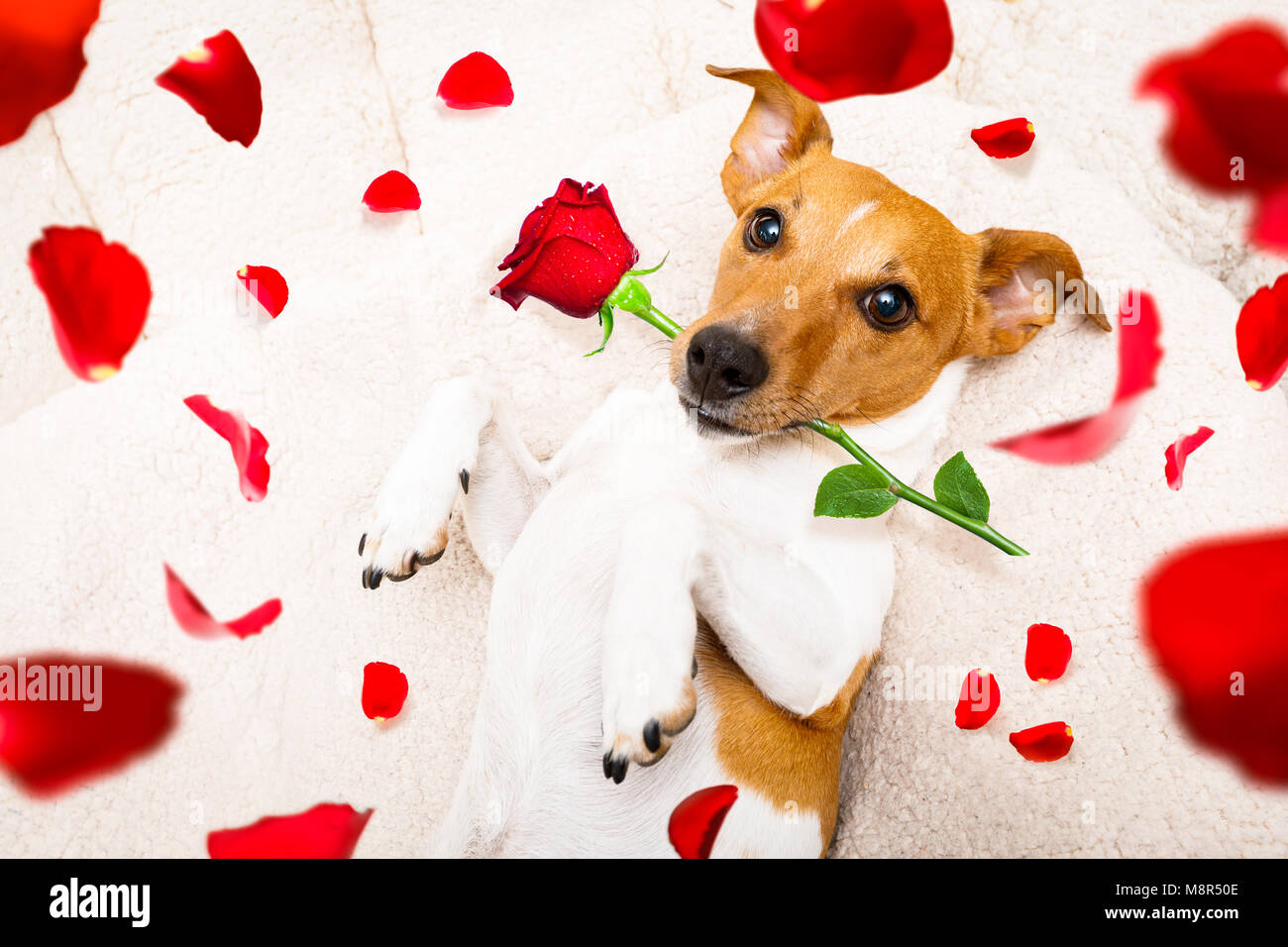 Happy Birthday Dog Jack Russel Banque D Image Et Photos Alamy