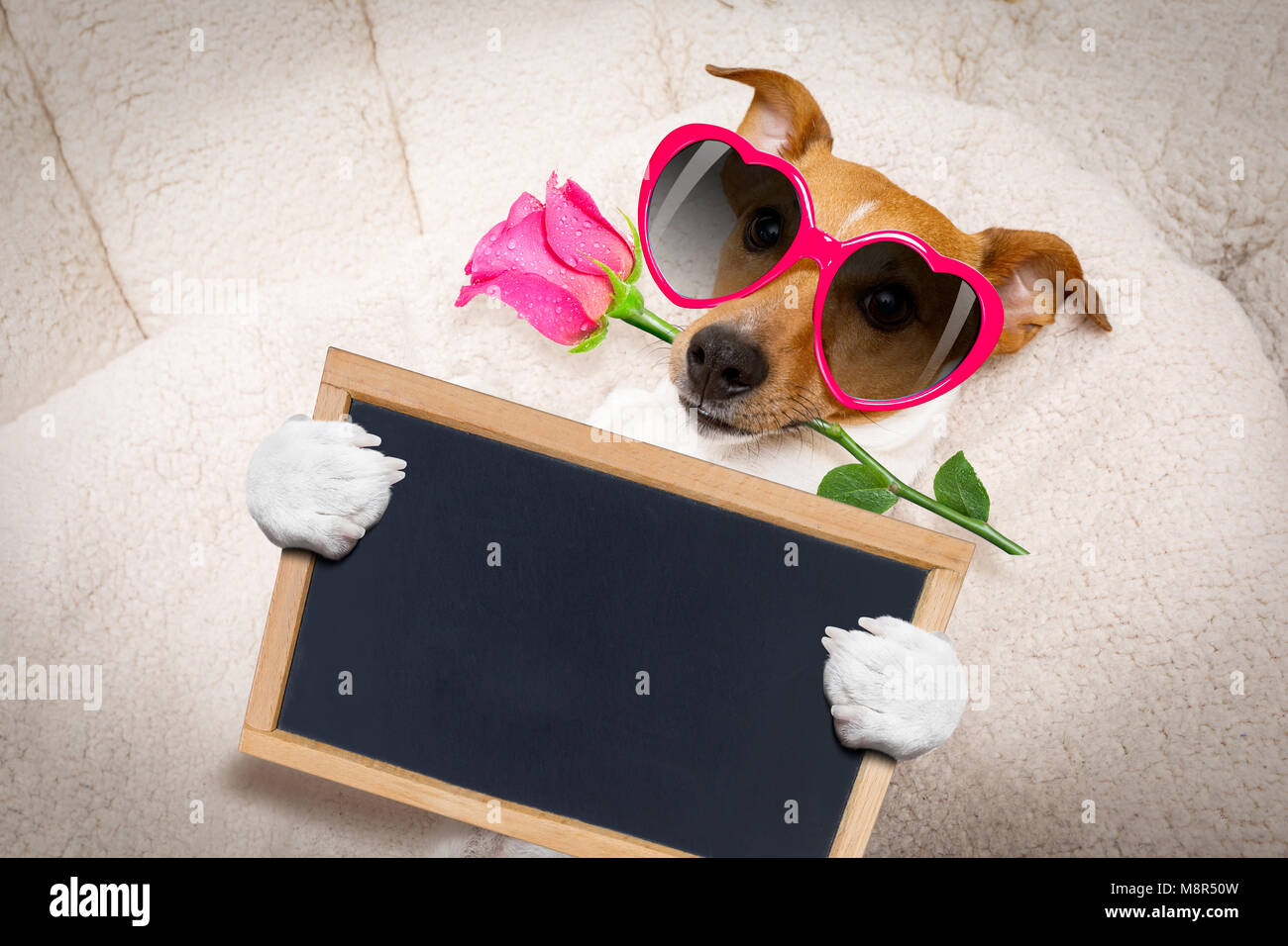 Happy Birthday Dog Jack Russel Banque D Image Et Photos Alamy