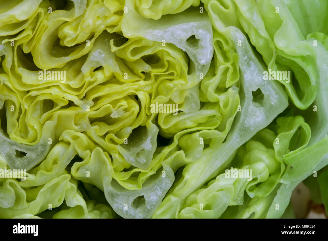 Veggie Légumes laitue vitamines macro structure d'arrière-plan Banque D'Images