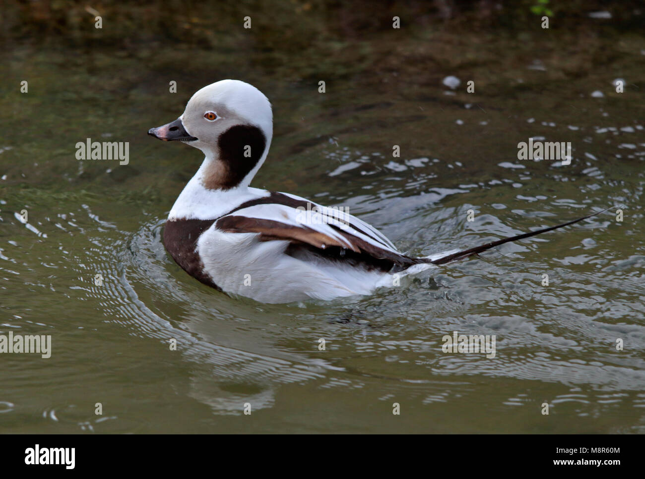 Canard longue (Clangula hyemalis) mâle Banque D'Images