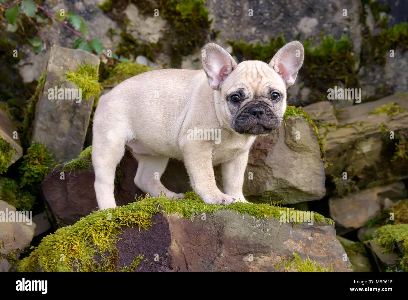 Cute âgé de huit semaines, un chiot Bouledogue Français et fidèlement aux yeux de chiot femelle de couleur fauve chien debout sur un tas de pierres couvert de mousse Banque D'Images