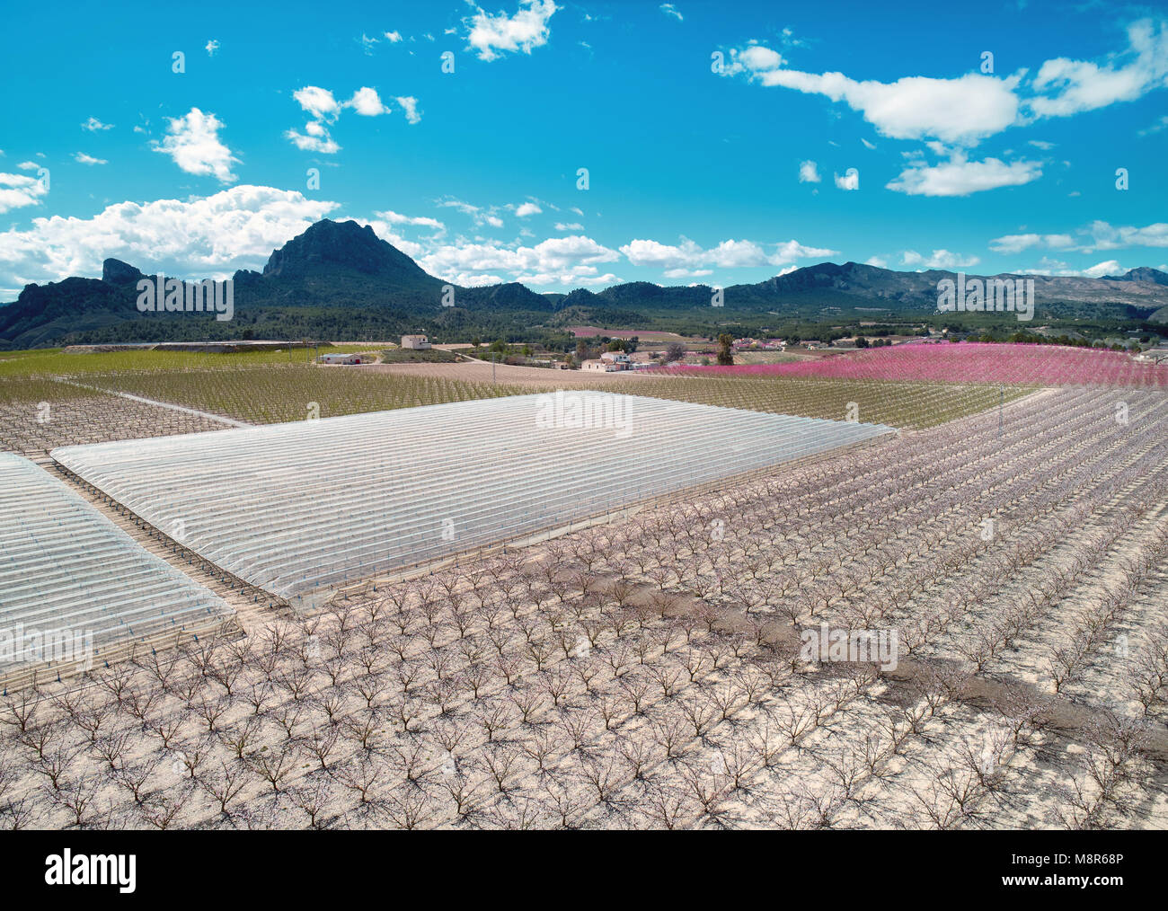Vergers en fleurs. Photographie aérienne d'une floraison d'arbres fruitiers à Cieza dans la région de Murcie. Pêches, prunes et nectarines. Espagne Banque D'Images