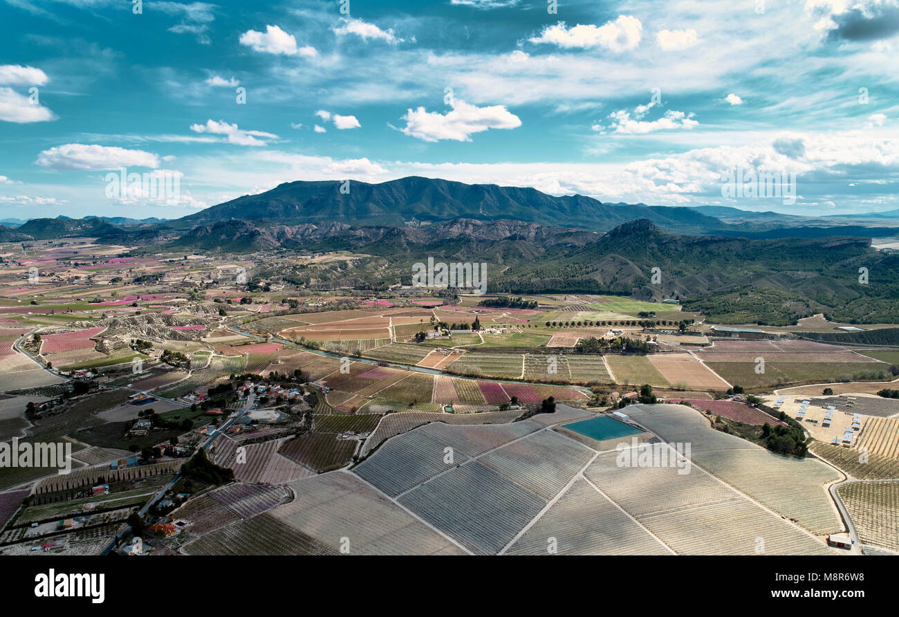 Vergers en fleurs. Photographie aérienne d'une floraison d'arbres fruitiers à Cieza dans la région de Murcie. Pêches, prunes et nectarines. Espagne Banque D'Images