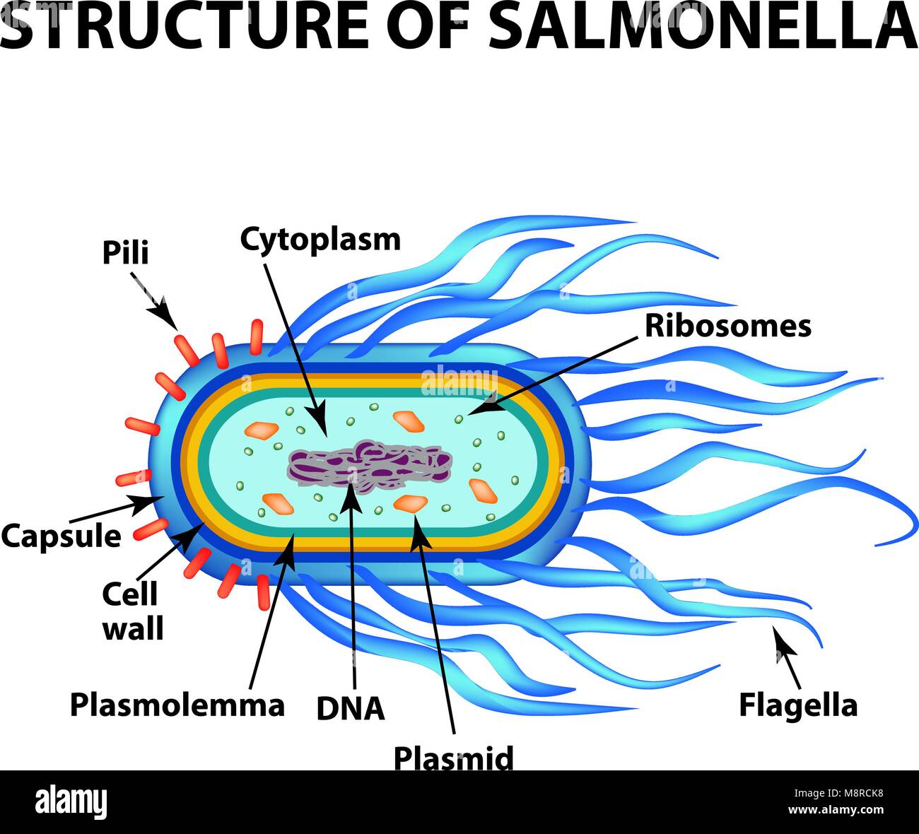 La structure de la bactérie Salmonella. L'infographie. Vector illustration sur fond isolé. Illustration de Vecteur