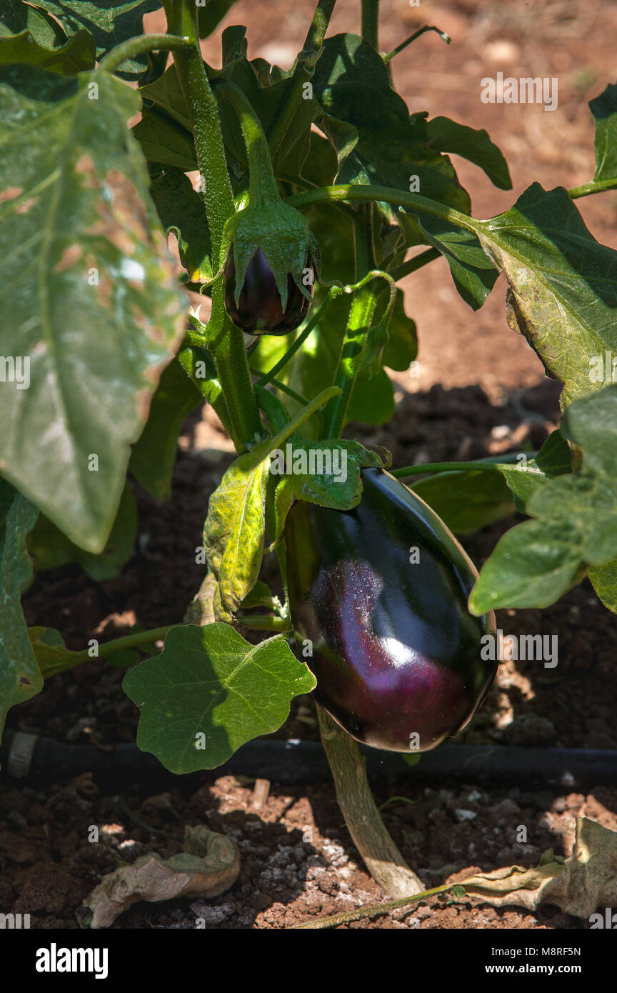 Aubergine plante dans le potager Banque D'Images
