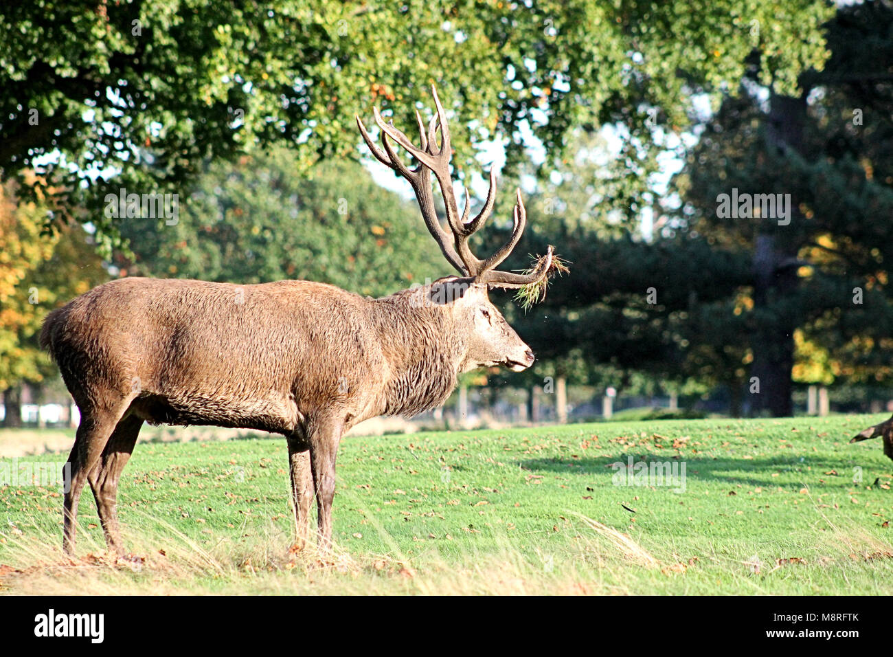 Red Deer (Cervus elaphus) stag debout dans le soleil du matin, dans woolaton park Nottingham, Angleterre. L'herbe sur le panache est de volée le sol. Banque D'Images