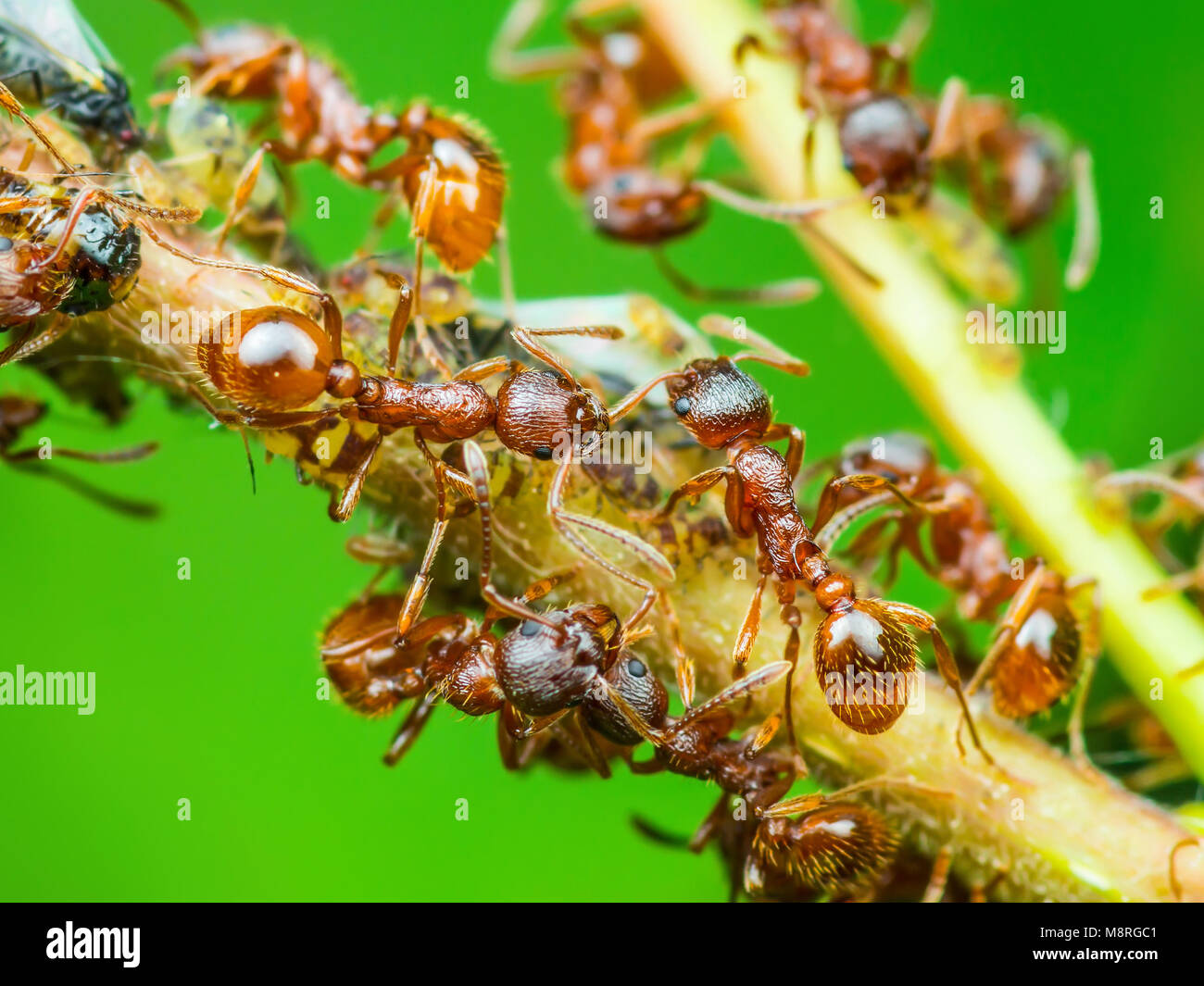 Colonie de pucerons et de fourmis rouges on Twig Photo Stock - Alamy