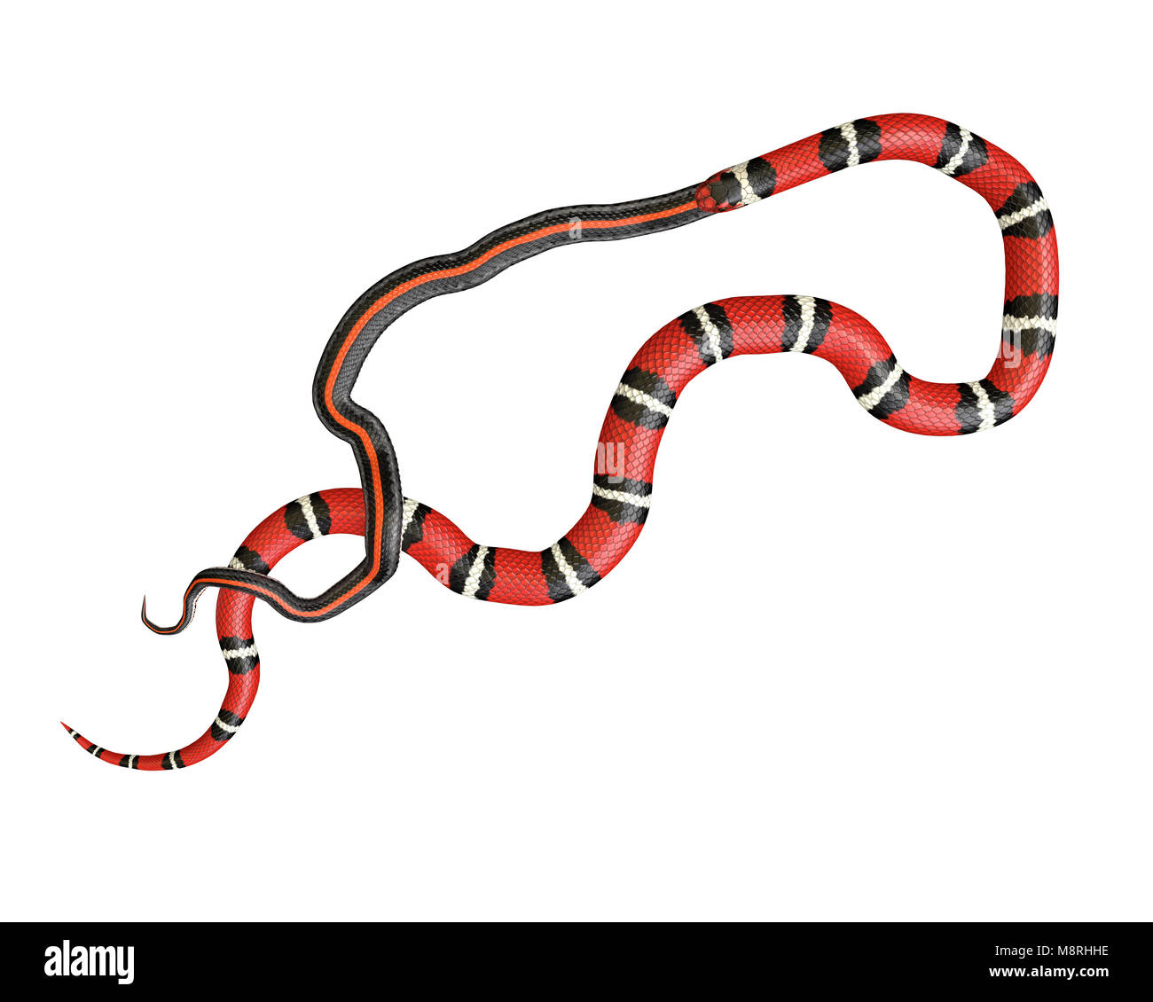 3D Illustration d'un serpent roi écarlate avaler une couleuvre rayée Banque D'Images