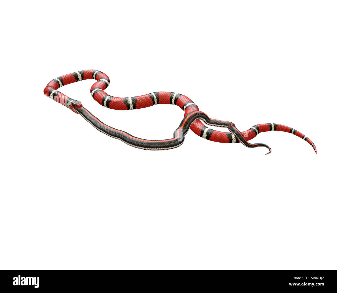 3D Illustration d'un serpent roi écarlate avaler une couleuvre rayée Banque D'Images