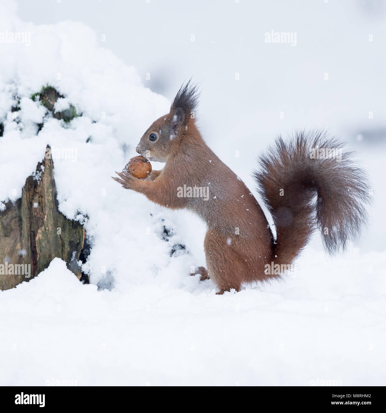 Eurasian Écureuil roux (Sciurus vulgaris) avec une noix dans une forêt enneigée en Autriche Banque D'Images