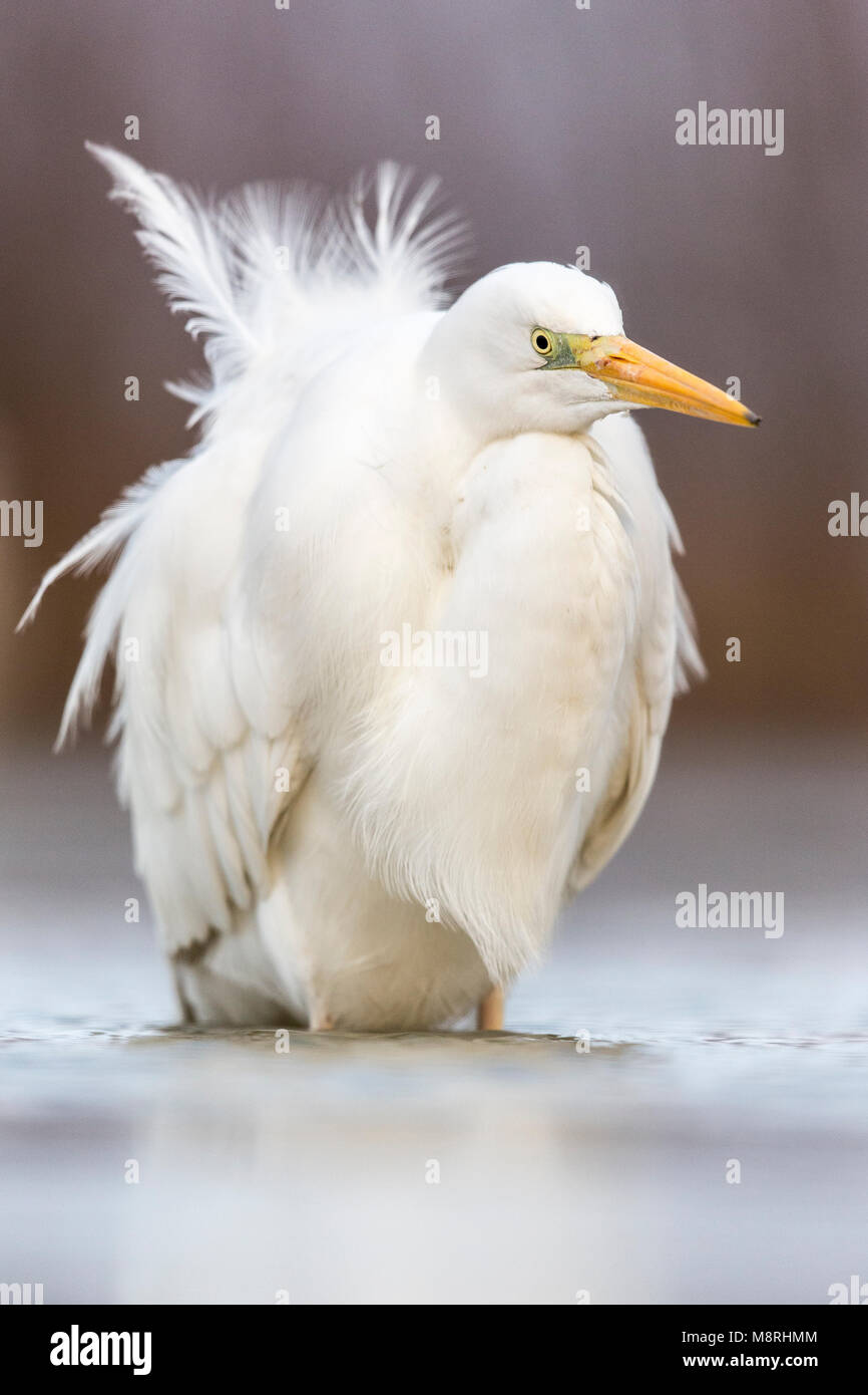 Grande Aigrette (Ardea alba) plumes ébouriffant tout en se tenant dans l'eau mars glacé Banque D'Images