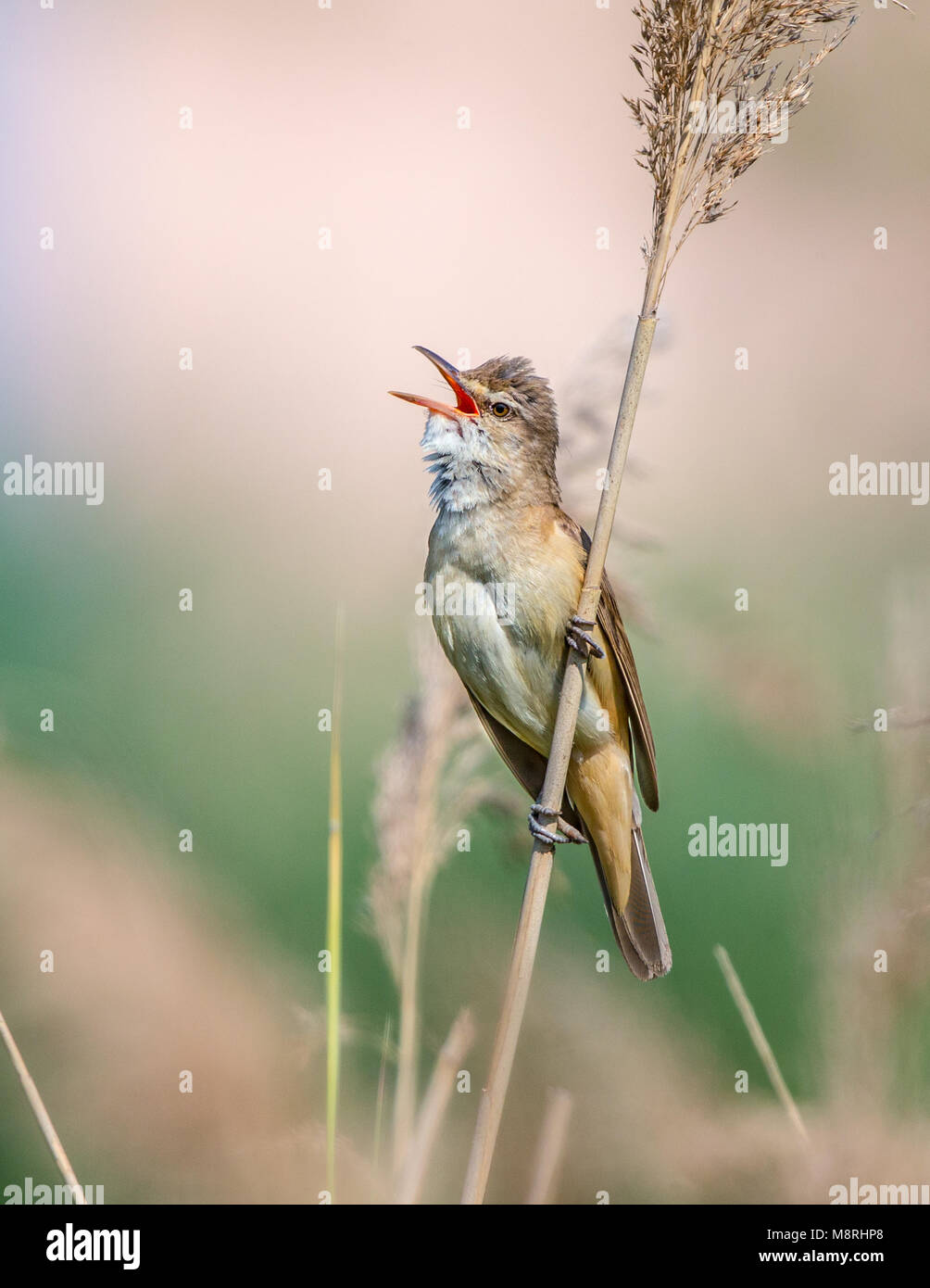 Grand Reed Warbler (Acrocephalus arundinaceus) chantant sur un roseau Banque D'Images
