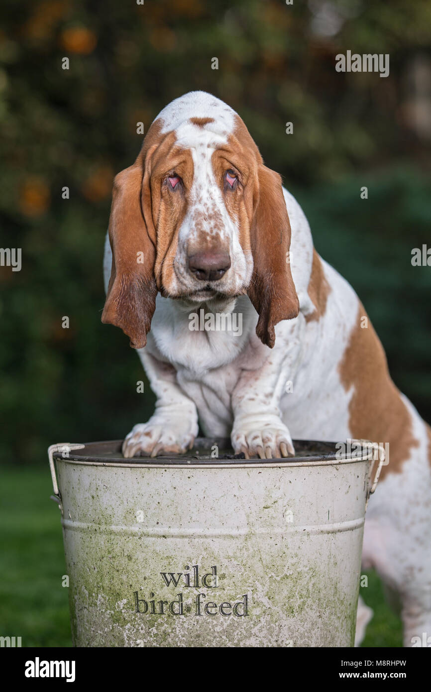 Sad-à Bassett Hound conteneur chargée de l'alimentation des oiseaux sauvages Banque D'Images