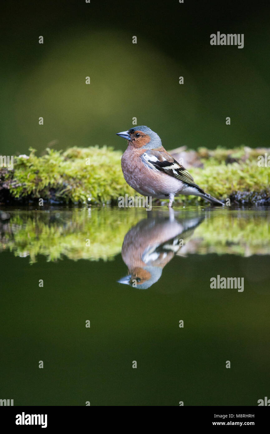 (Fringilla coelebs Chaffinch mâle) traduit tout en se baignant dans une piscine des forêts Banque D'Images
