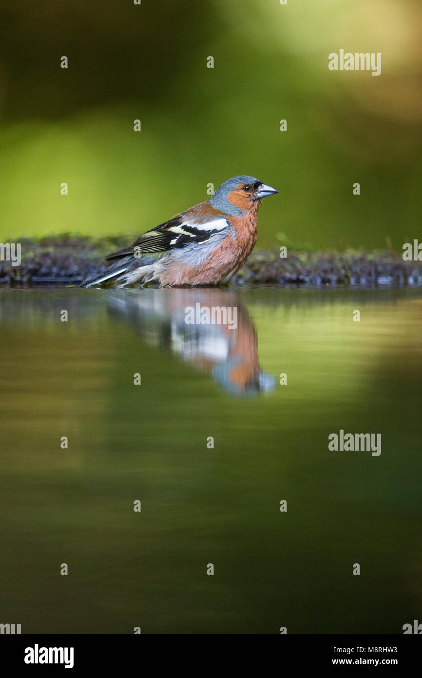(Fringilla coelebs Chaffinch mâle) traduit tout en se baignant dans une piscine des forêts Banque D'Images