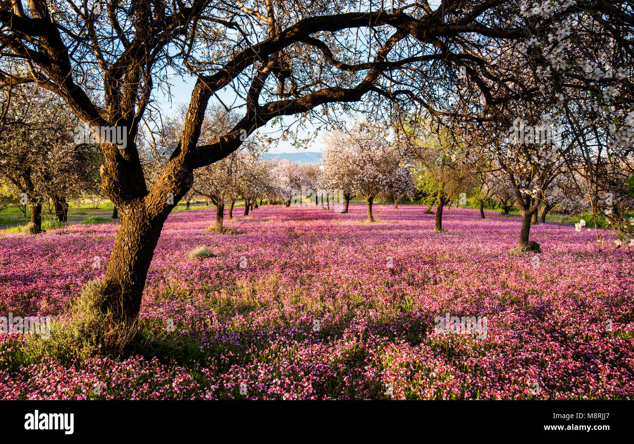 Beau terrain avec arbres d'amande pourpre et voile de fleurs dans le sol, tôt au printemps. Banque D'Images