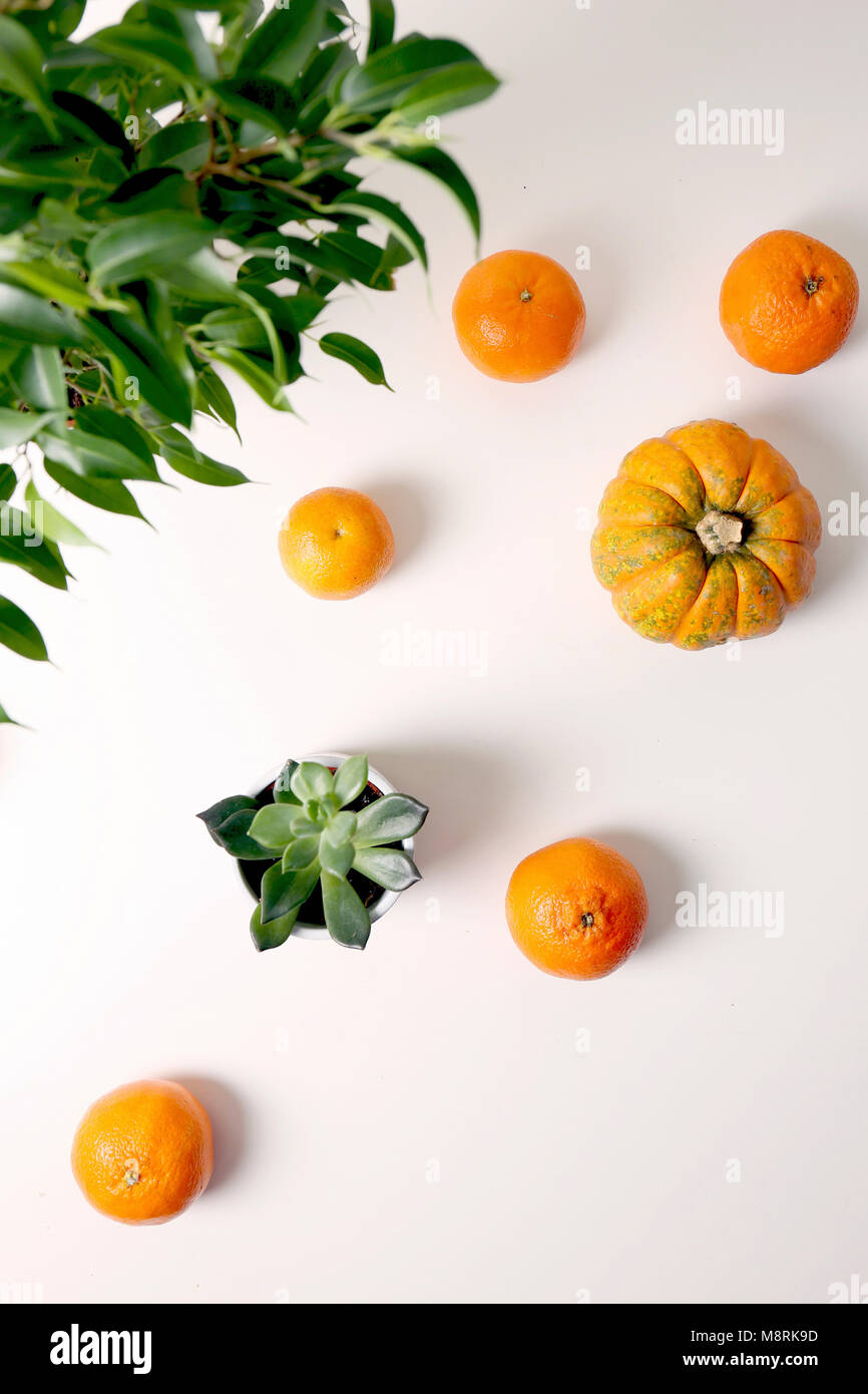 Portrait de plante succulente avec des oranges et de citrouille sur fond blanc Banque D'Images