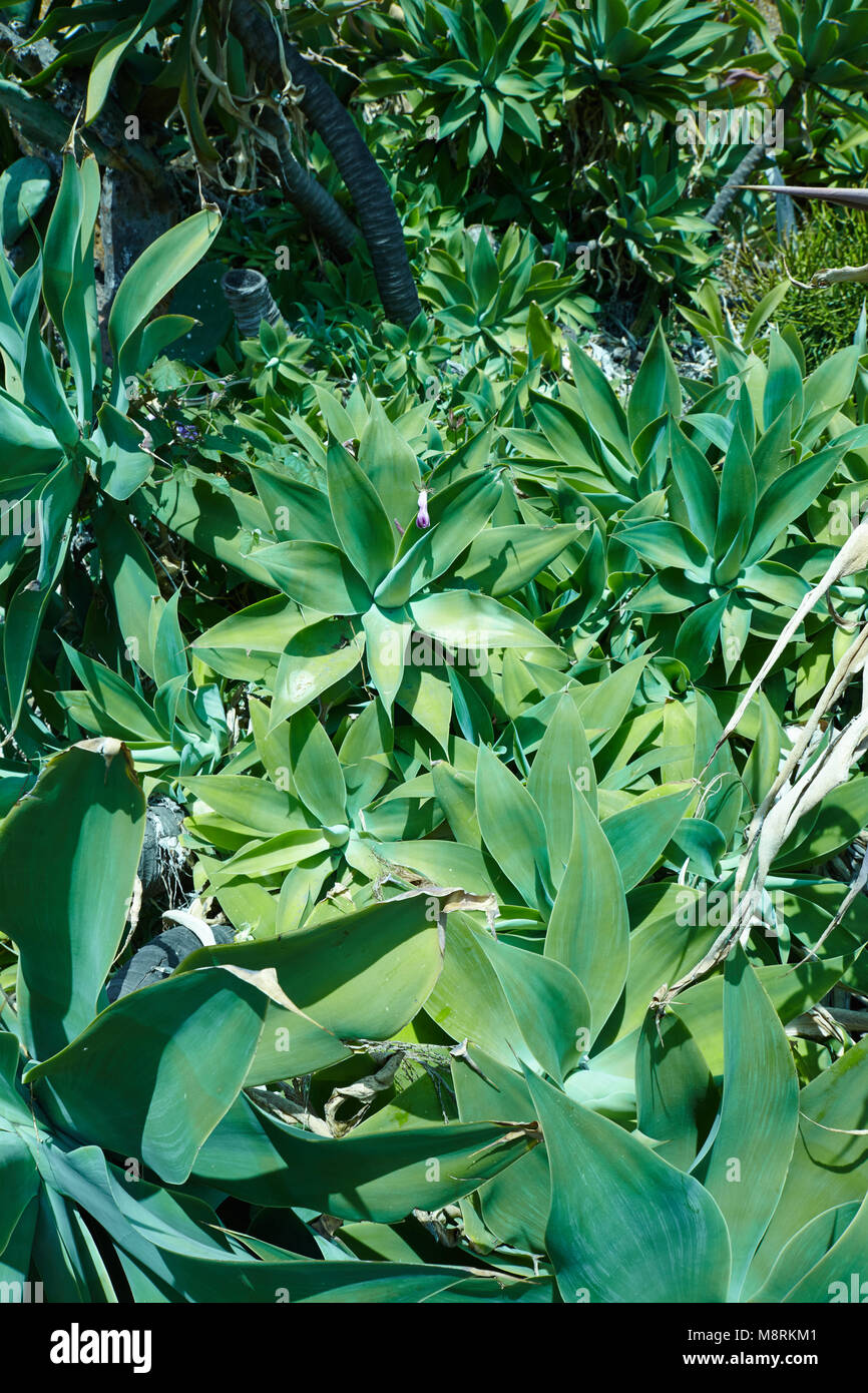 Les Jardins de succulentes de Californie du Sud Banque D'Images