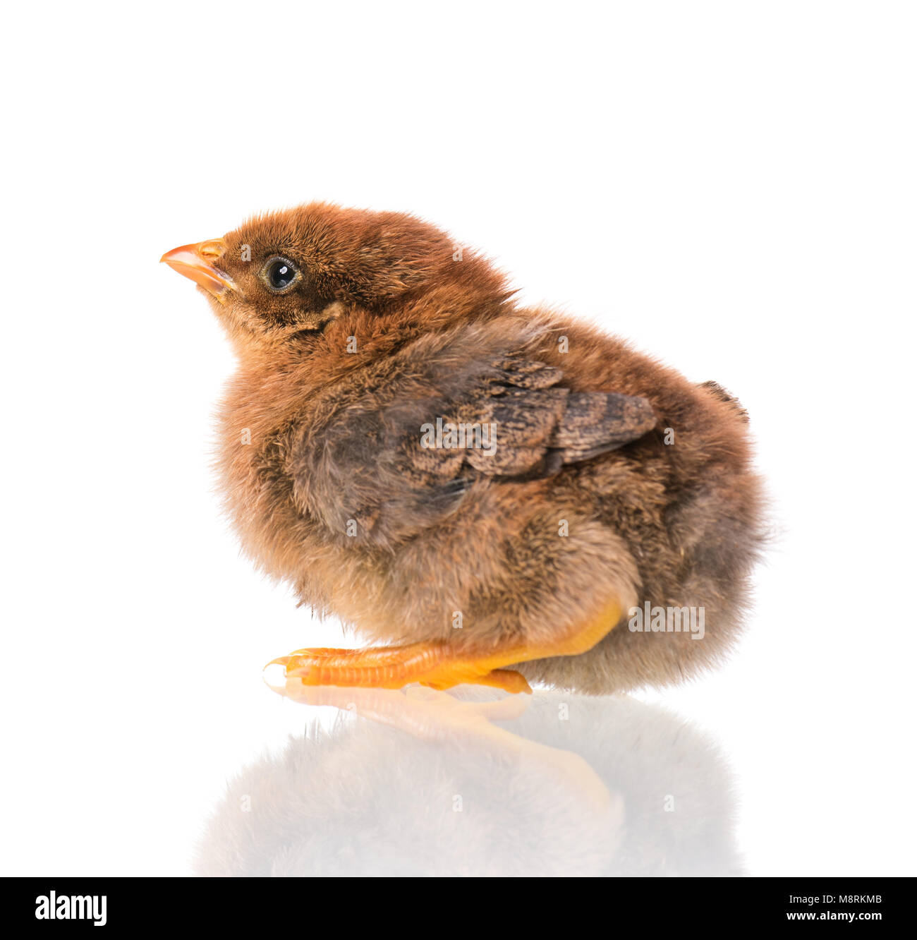 Nouveau-né mignon petit poulet, isolé sur fond blanc. Poussin nouvellement éclos sur une ferme d'élevage de poulets. Banque D'Images Nouveau-né mignon petit poulet, isolé sur fond blanc. Poussin nouvellement éclos sur une ferme d'élevage de poulets. Banque D'Images