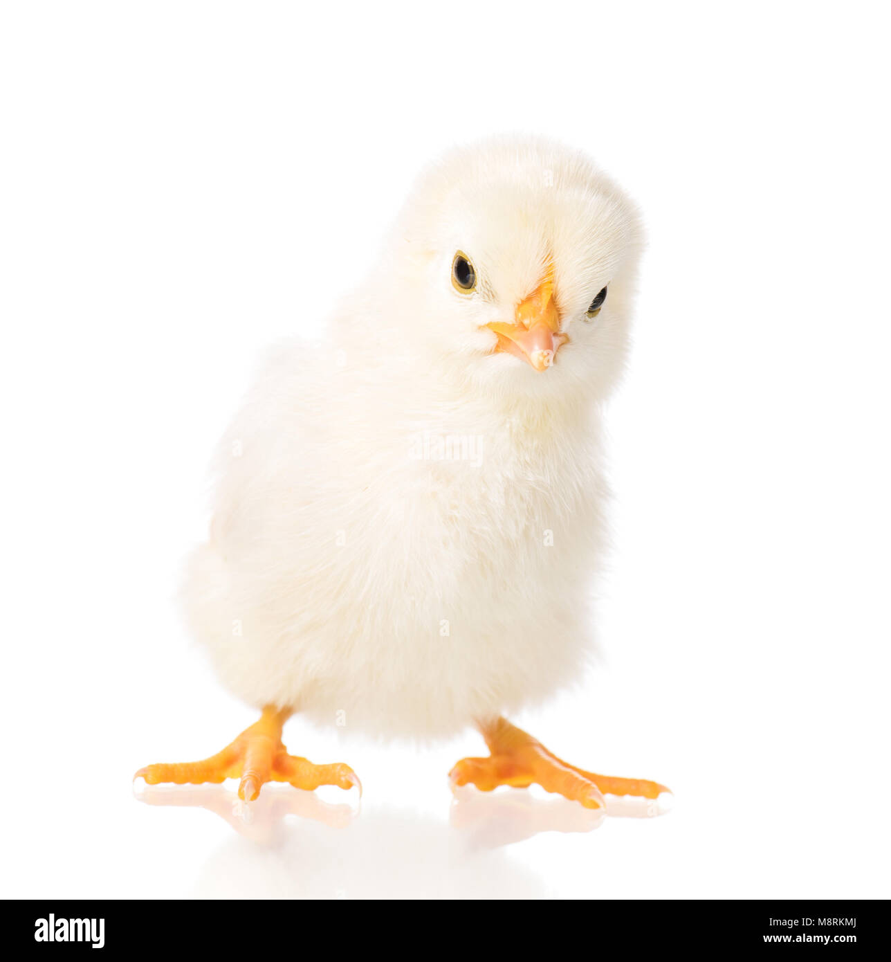 Nouveau-né mignon petit poulet, isolé sur fond blanc. Poussin nouvellement éclos sur une ferme d'élevage de poulets. Banque D'Images Nouveau-né mignon petit poulet, isolé sur fond blanc. Poussin nouvellement éclos sur une ferme d'élevage de poulets. Banque D'Images