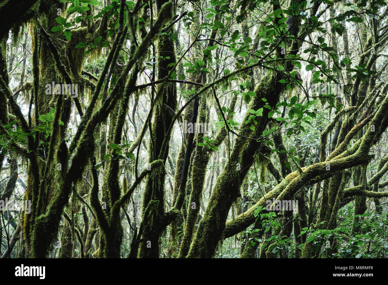 Close-up de branches moussues en forêt en Parc National de Garajonay Banque D'Images
