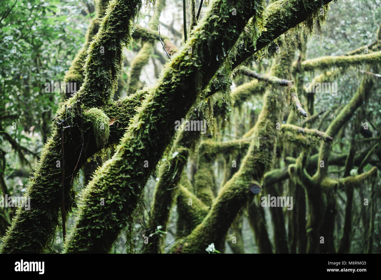 Moussu de branches d'arbres en forêt en Parc National de Garajonay Banque D'Images