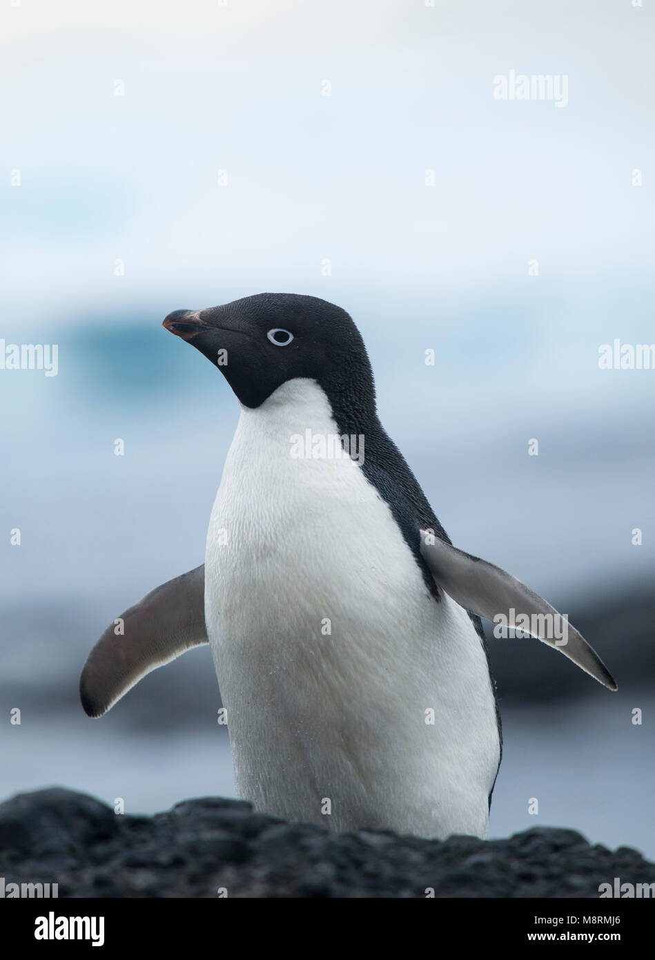 Un manchot Adélie se dresse au sommet d'une côte rocheuse à Brown Bluff, l'Antarctique. Banque D'Images
