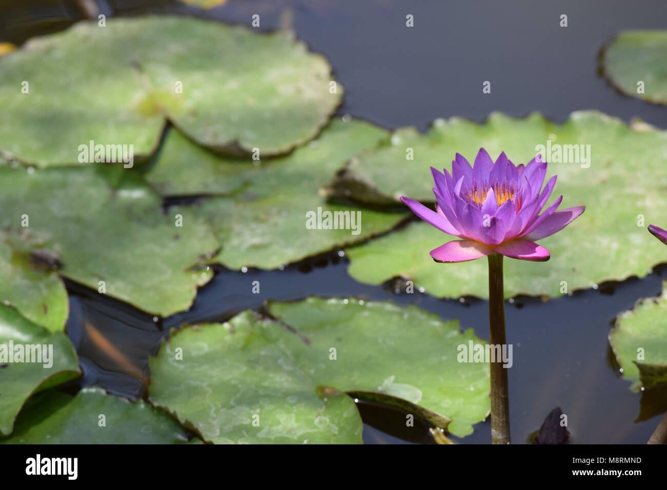 Nymphaea nouchali,aussi connu comme l'étoile ou lotus lotus bleu.Il est originaire du sud et l'Est de l'Asie du sud. Banque D'Images
