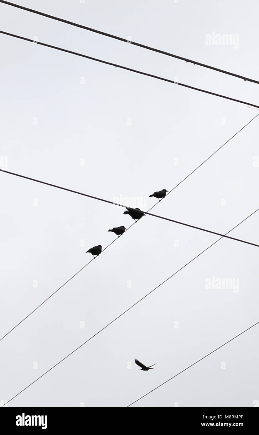 Low angle view of silhouette oiseaux percher sur câble contre ciel clair Banque D'Images Low angle view of silhouette oiseaux percher sur câble contre ciel clair Banque D'Images