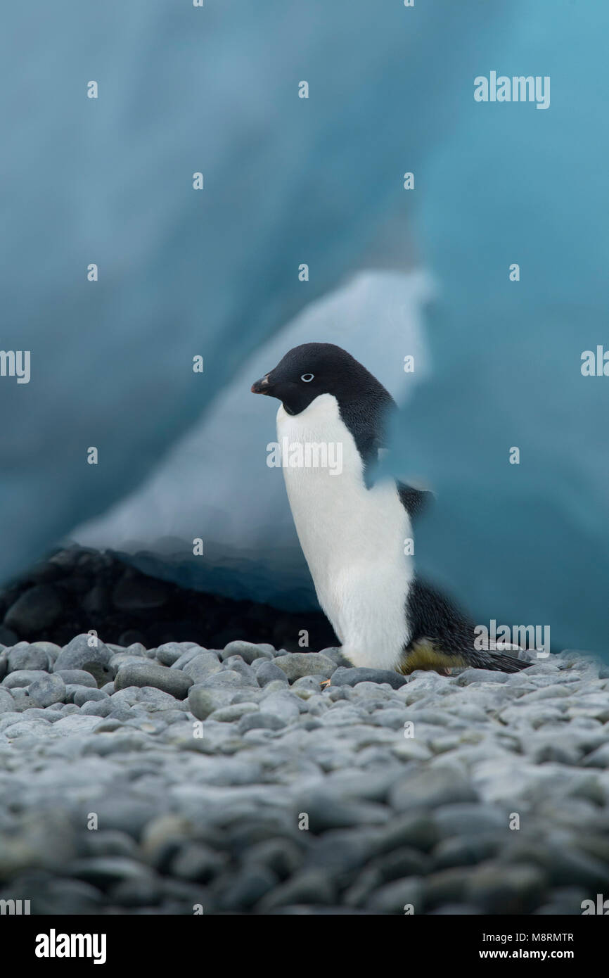 Un manchot Adélie balades parmi la glace bleue fragments le long de la côte rocheuse à Brown Bluff, l'Antarctique. Banque D'Images