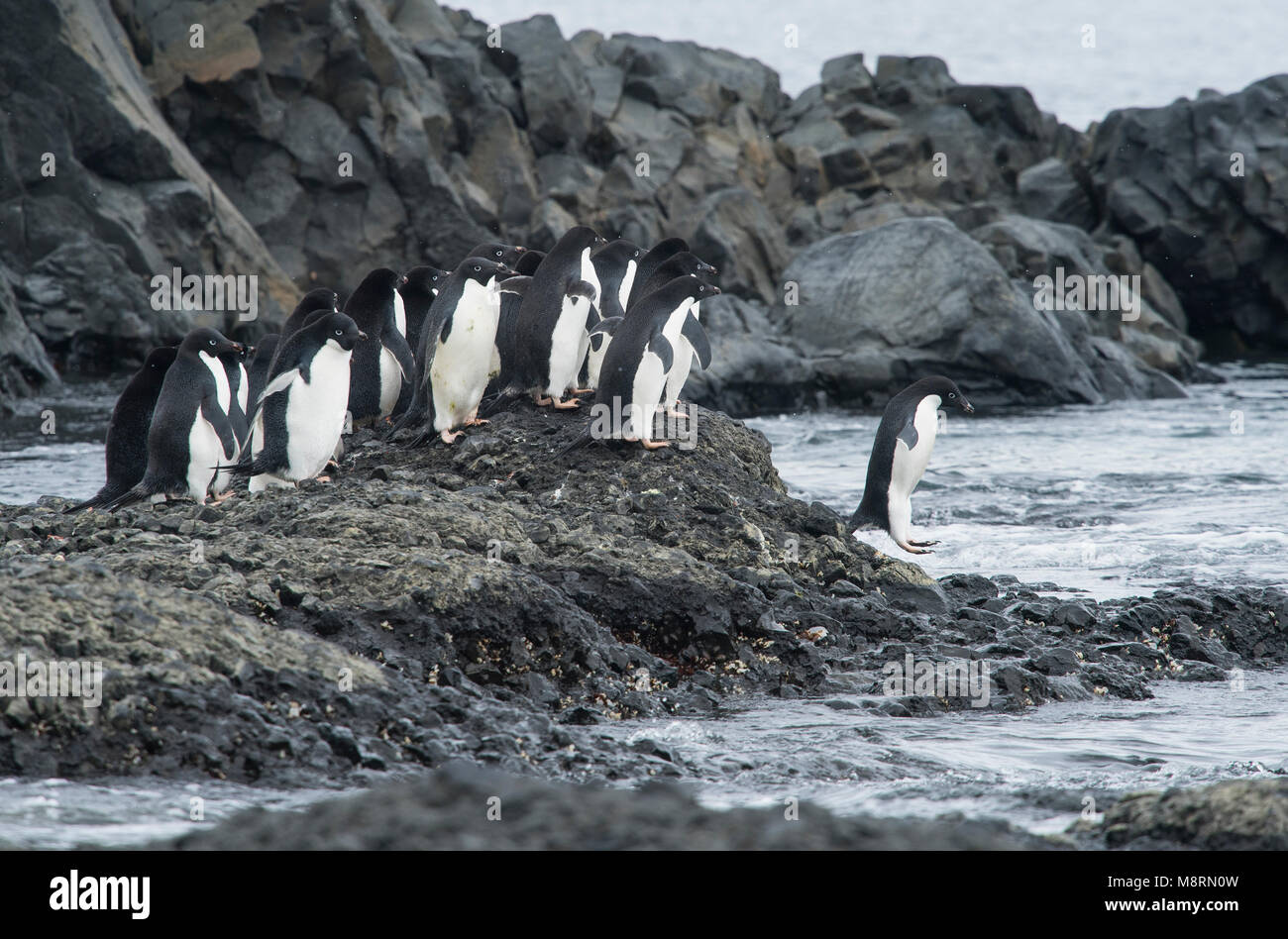 Un groupe de manchots adélies font leur chemin vers l'océan à Brown Bluff, l'Antarctique. Banque D'Images
