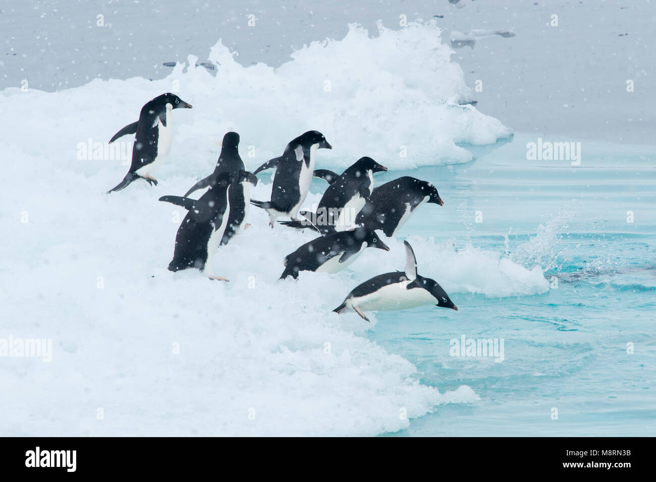 Un groupe de manchots Adélie plongée dans l'océan d'un iceberg dans l'Antarctique. Banque D'Images