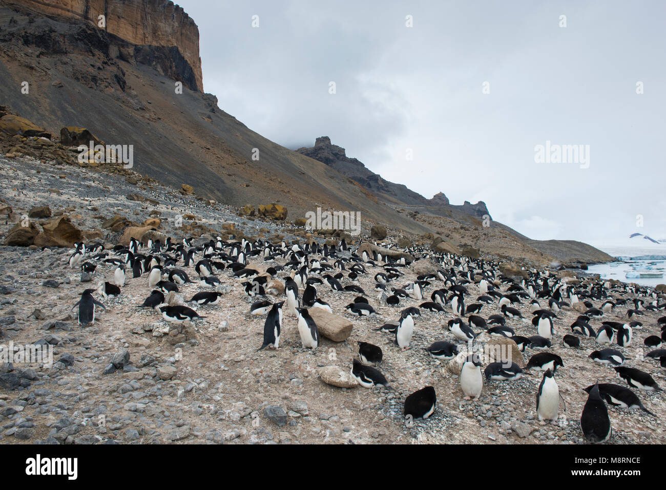 Colonie de manchots Adélie nidifiant à Brown Bluff, l'Antarctique. Banque D'Images