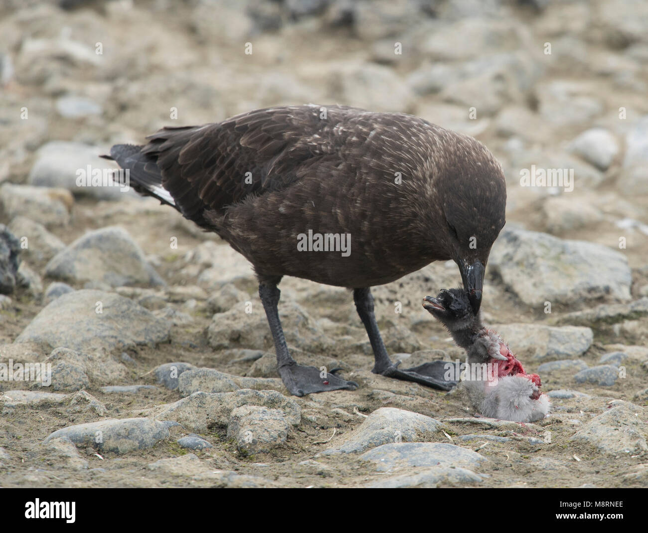 Un labbe brun tue et mange un poussin manchot Adélie en Antarctique. Banque D'Images