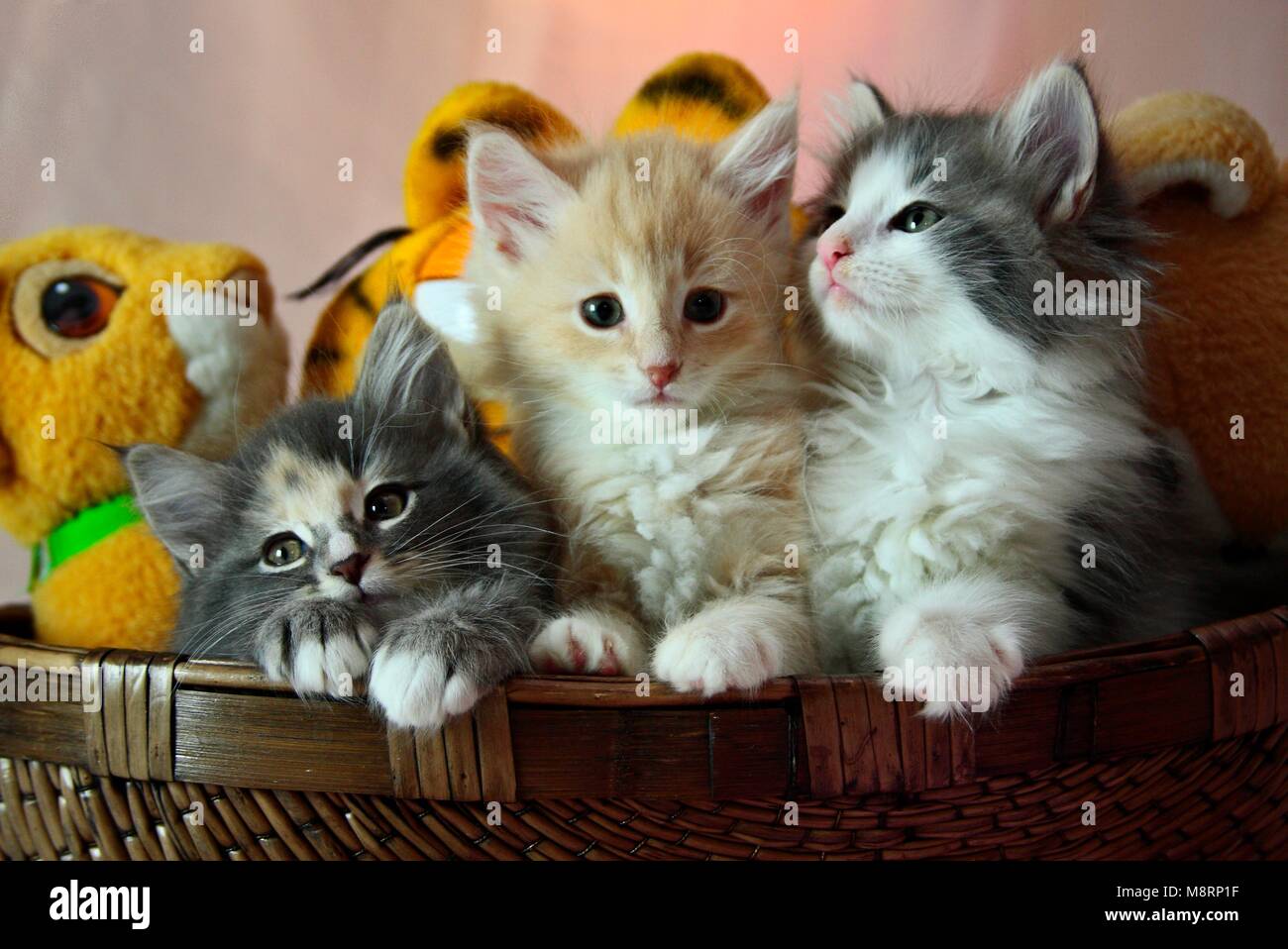 Chat norvégien chatons dans un panier avec des jouets en peluche Banque D'Images